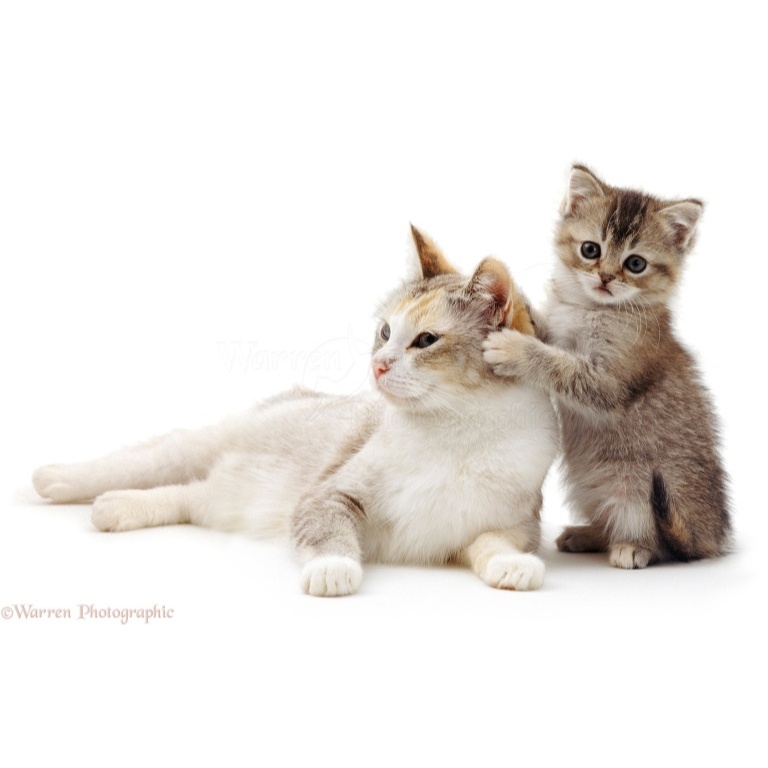 Adopsi Free Kucing Sehat Persia Sphynx Anakkan Kucing