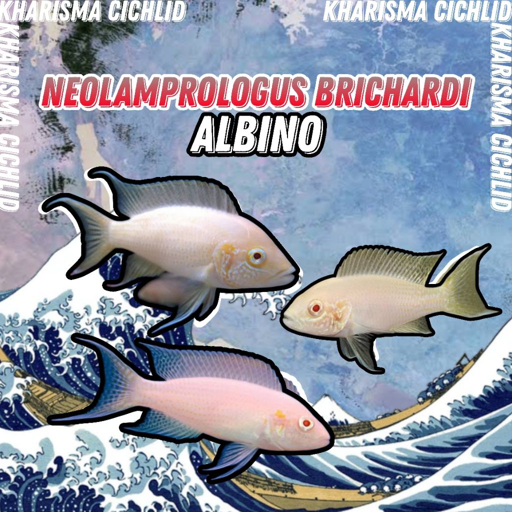 Neolamprologus Brichardi Albino / Albino Brichardi Cichlid Tanganyika