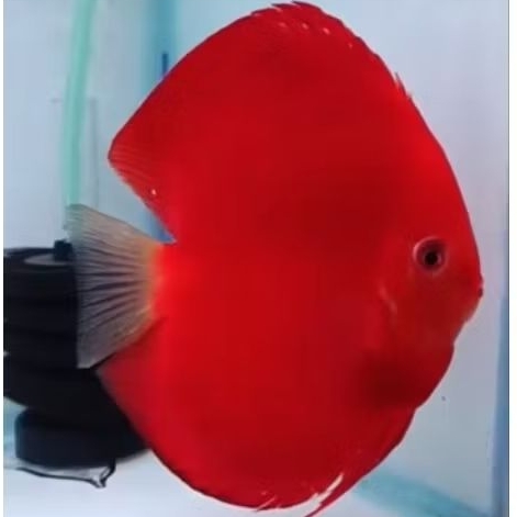 Discus Aquascape Super red ikan hias aquarium