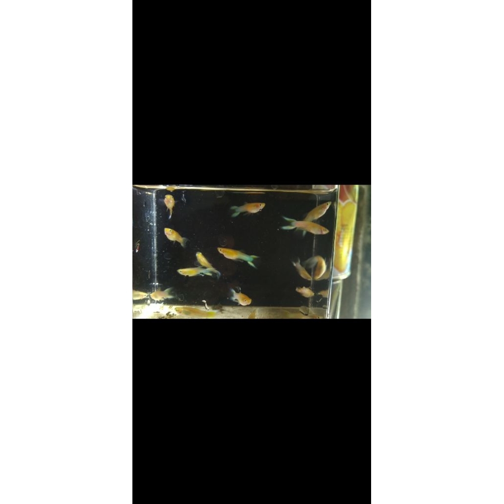 pemanis aquarium, Endler Blue Japan Double Sword Remaja | 2,5 Bulan | Aktif & Sehat