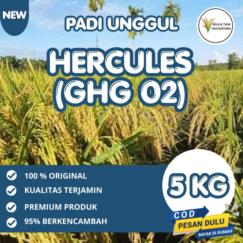 benih padi herkules kemasan 5kg bibit padi genjah dan berbobot
