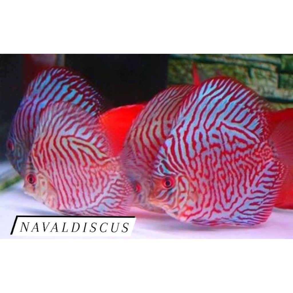 Discus aquascape tiger mozaik ikan hias aquarium