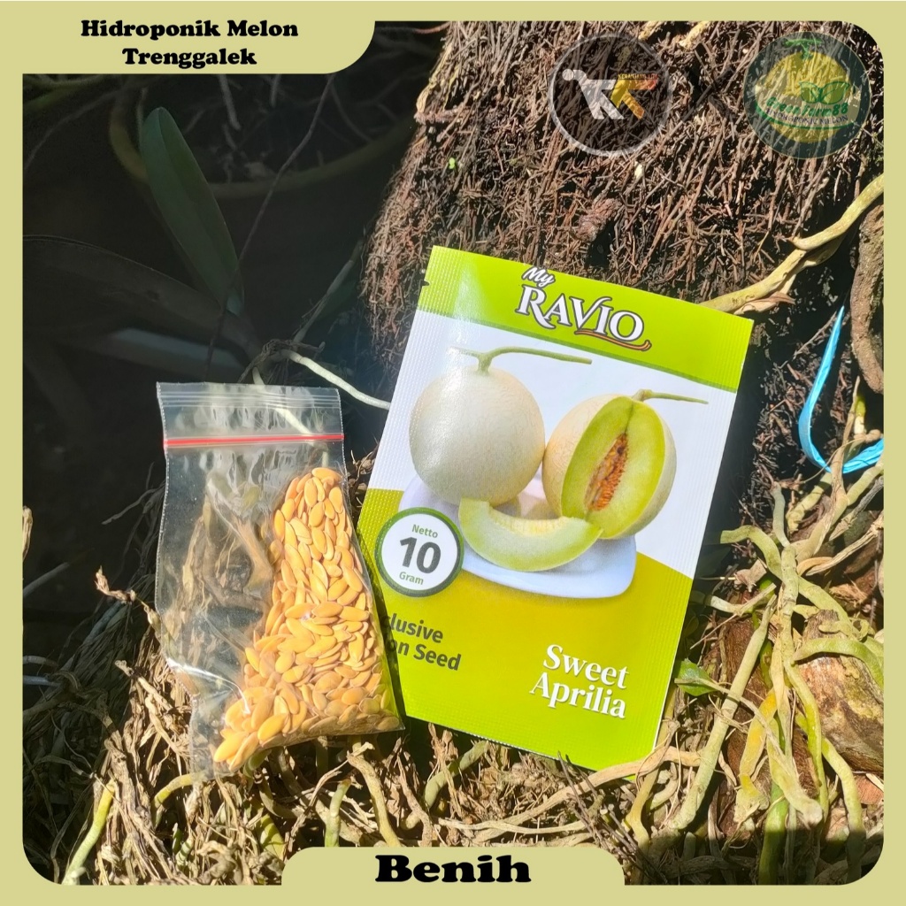 [REPACK] Benih Buah Melon Sweet Aprilia Exclusive Melon 10 seed 25 seed 50 seed (A)