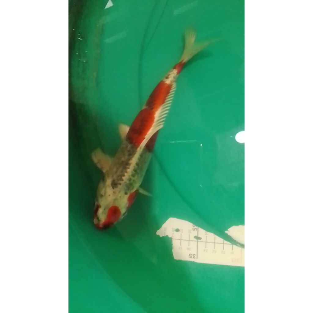 Ikan koi jenis Kujaku 27cm bagus
