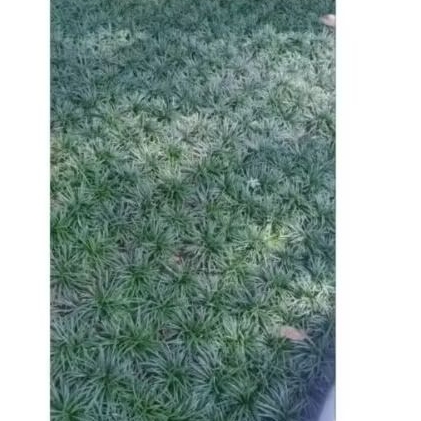 Rumput kucai mini perhelai/bibit kucai mini
