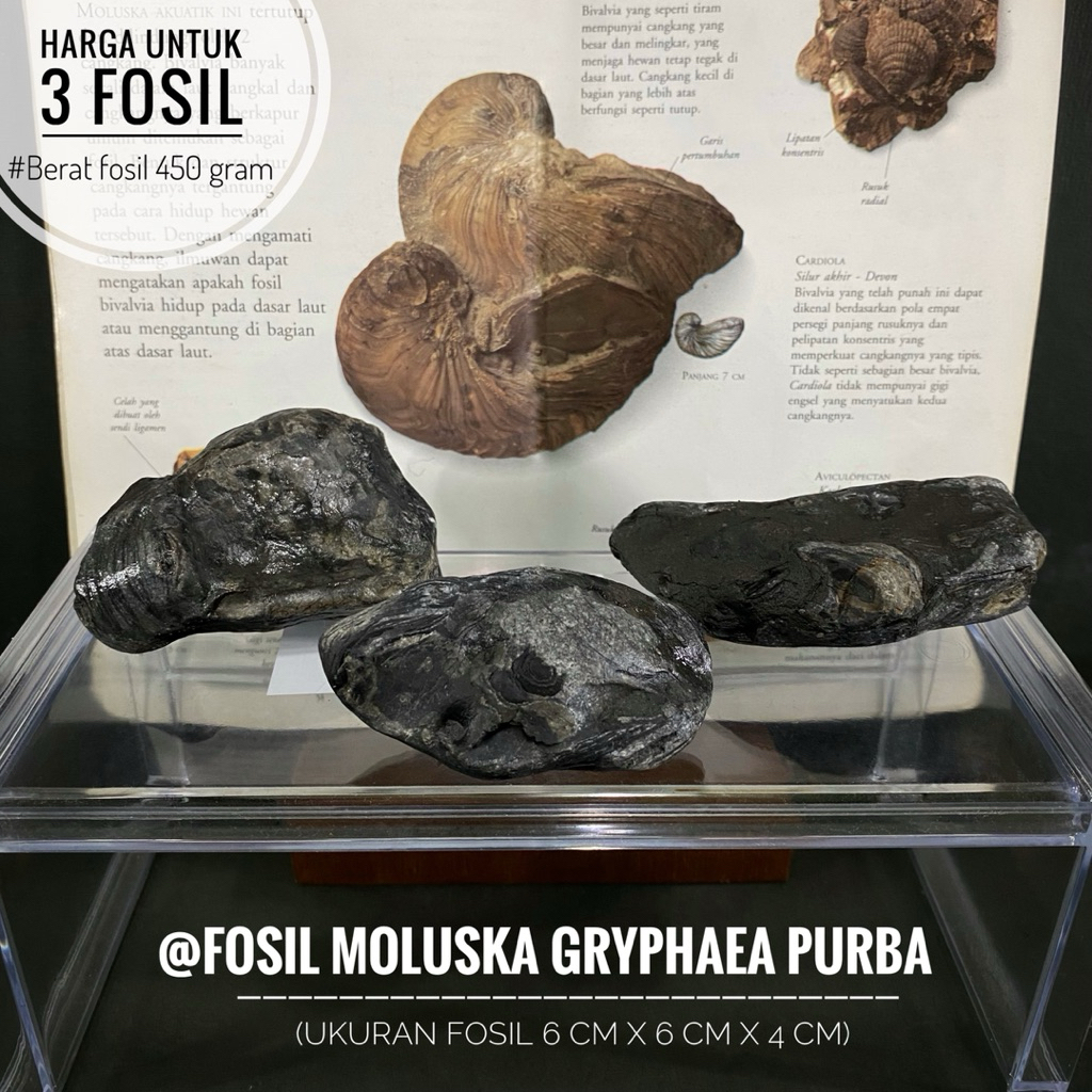 Fosil Moluska Gryphaea Purba C17 atau Fosil Molusca Akuatik atau Fossil Gryphaea atau Fosil Temuan