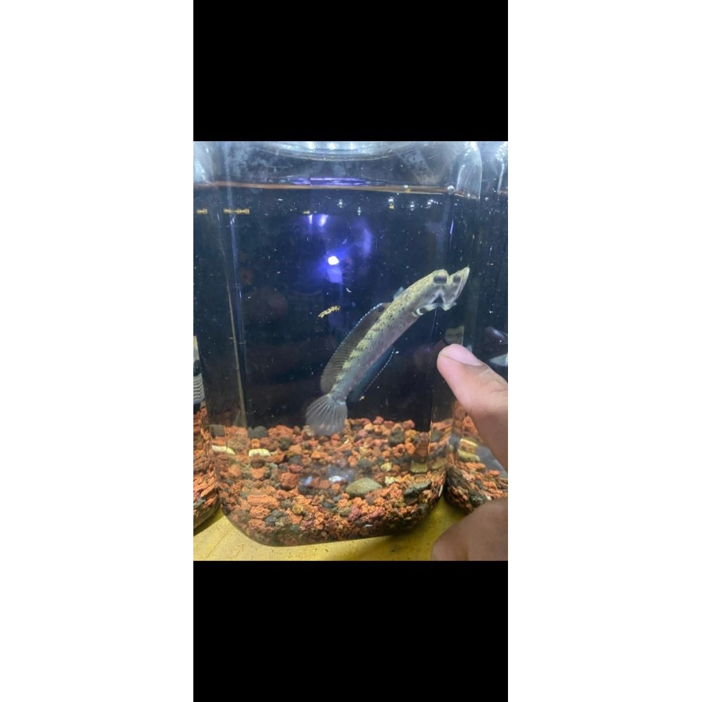 chana blue pulchra size 10-12cm