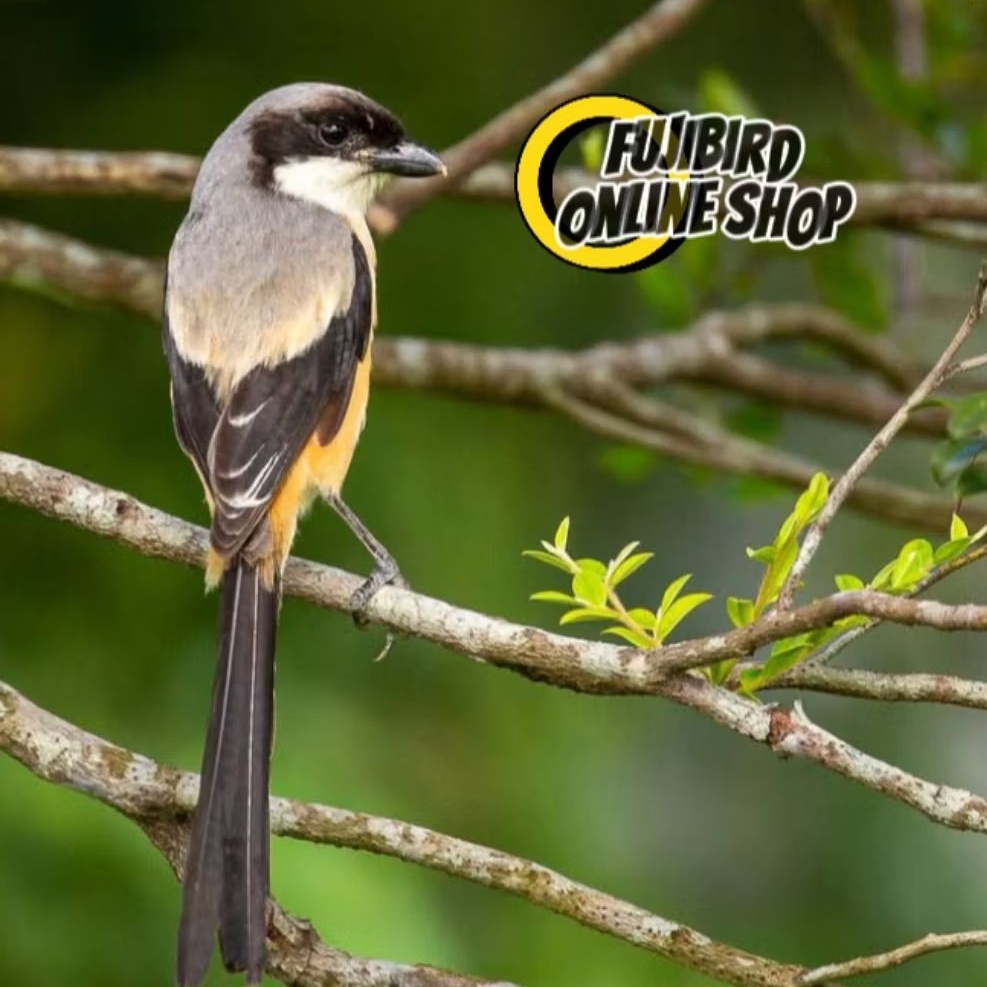 BURUNG PENTET CENTET JATIM BAHAN PILIHAN
