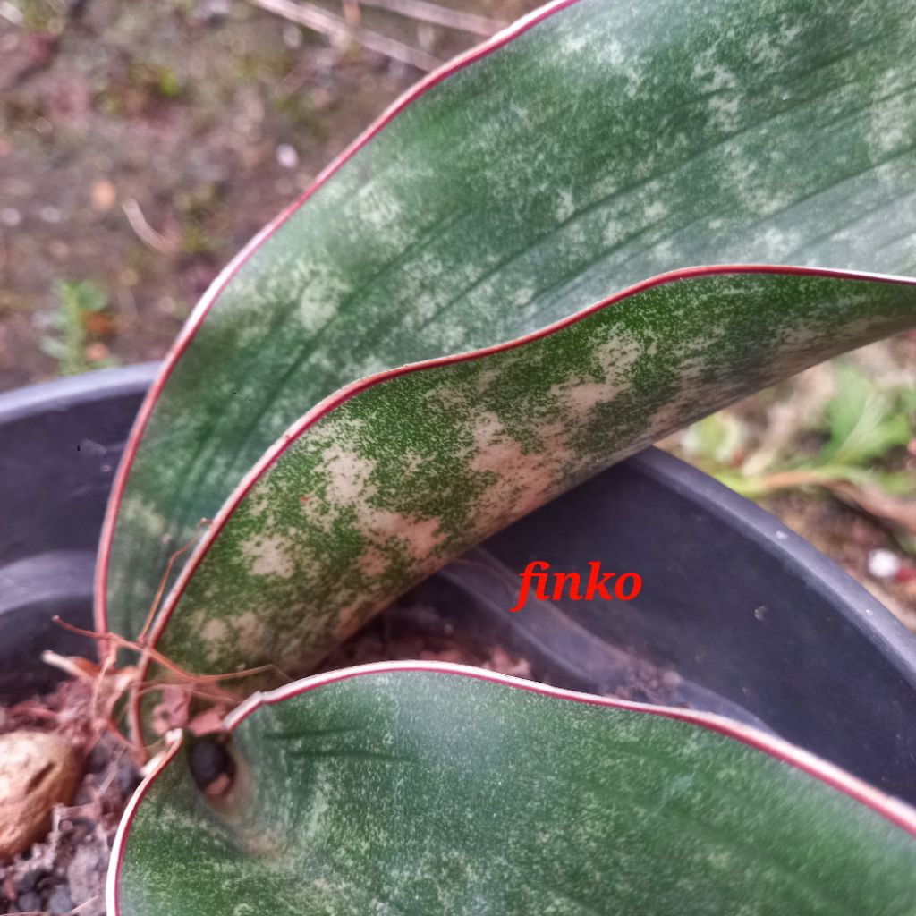 ES. 22701 sansevieria sp. nov. Malawi
