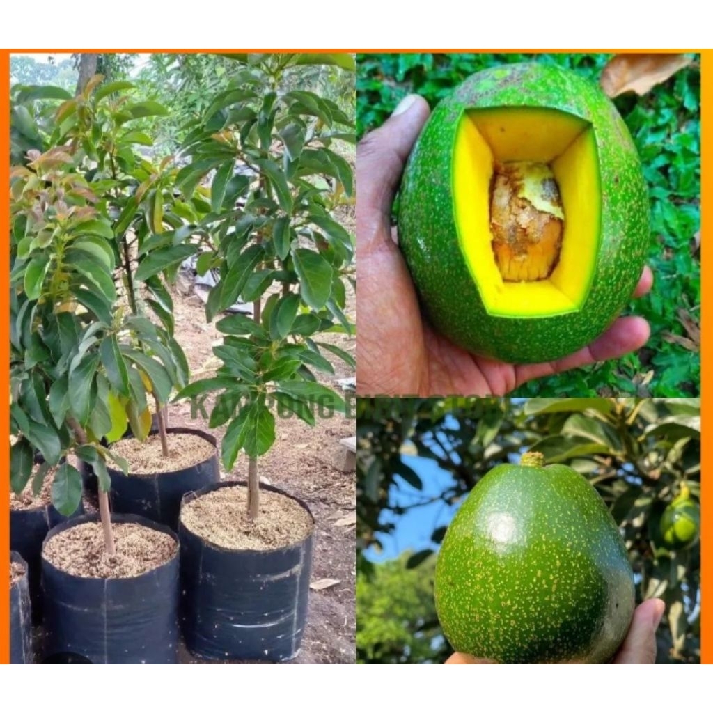1 Bibit Alpukat Hass Okulasi ukuran 1 meter