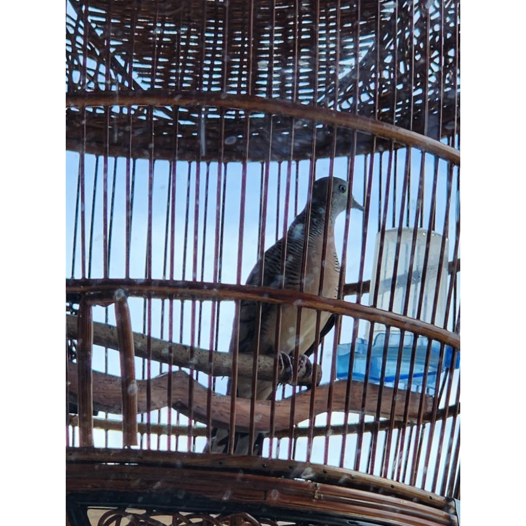Burung perkutut lokal gacor mangung