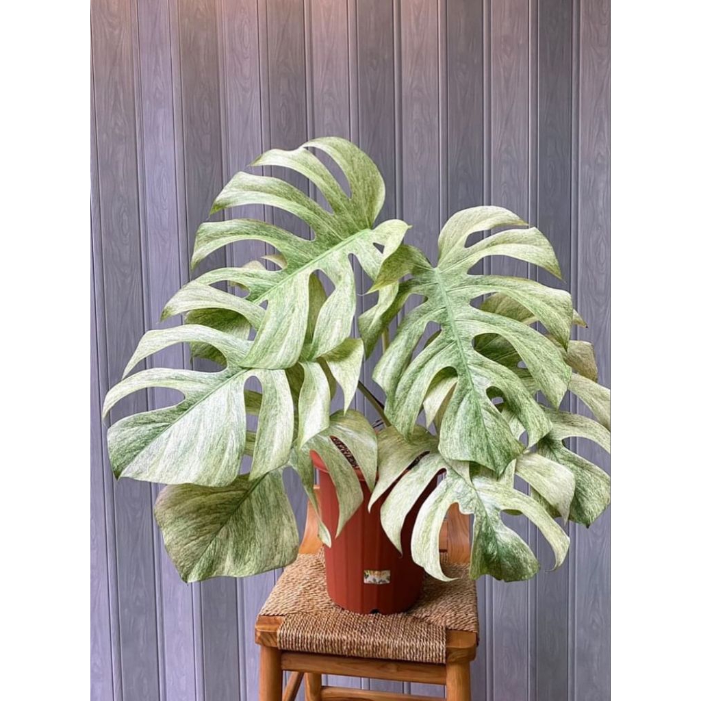 NEW Monstera white mint variegata (bibit/bonggol) murah
