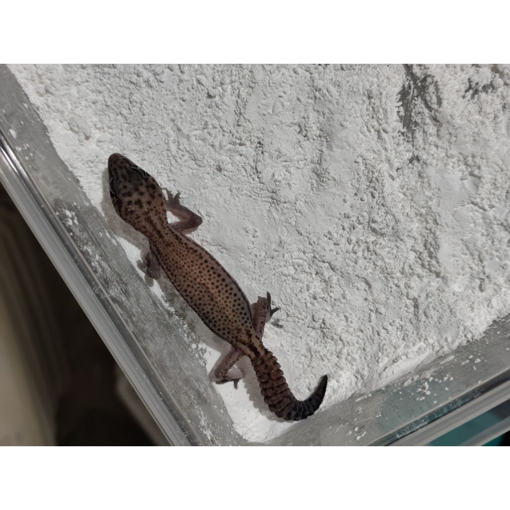 mainan aft african fat tailed gecko patty het oreo female