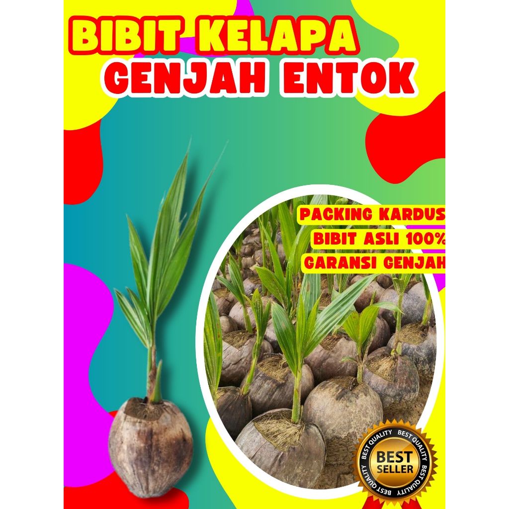 GARANSI BIBIT MATI  Tanaman Kelapa Pendek Entok Jumbo, Tanaman Kelapa Pendek Entok