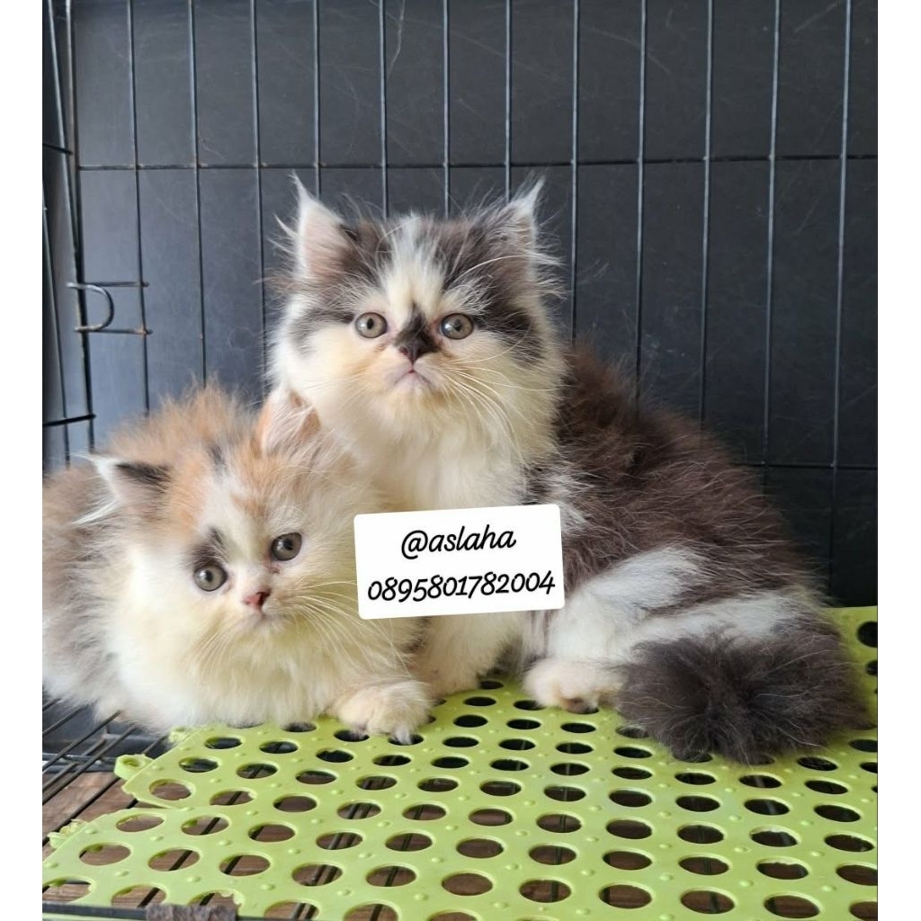 Anak kucing persia /kucing persia flatnose/kitten persia flatnose
