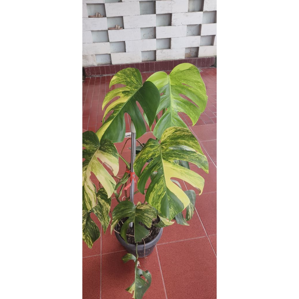 Monstera Marmorata