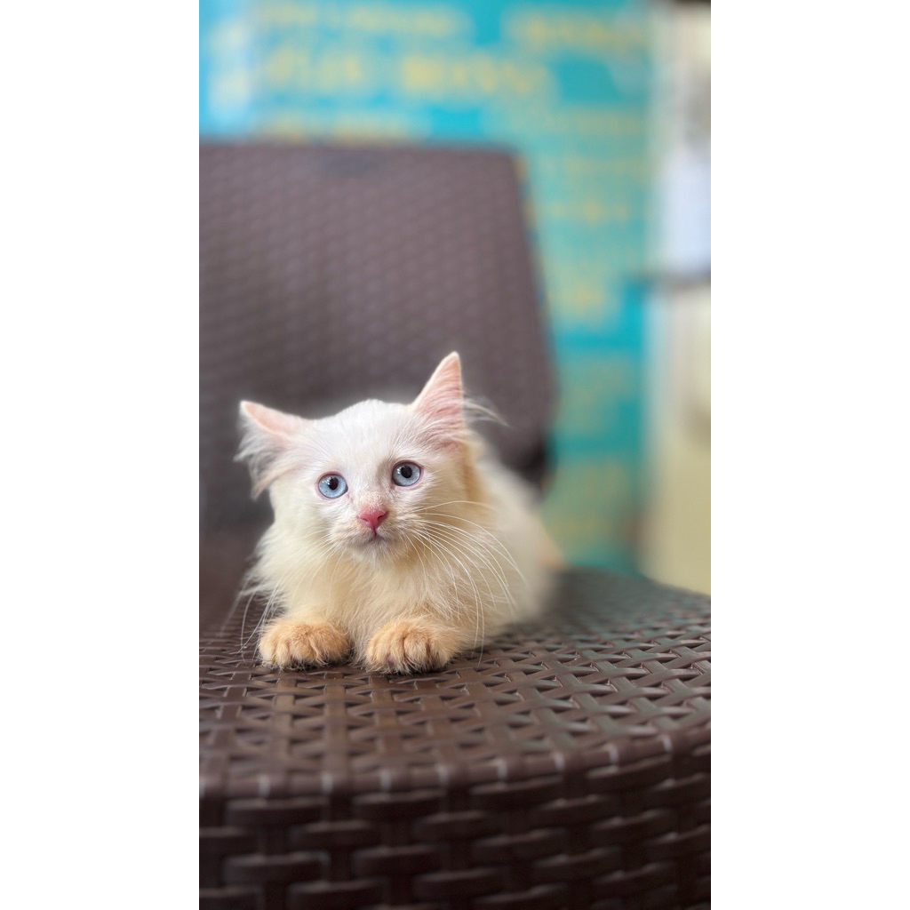 Kucing Persia | Kucing Himalaya Jantan Kucing Persia Himalaya