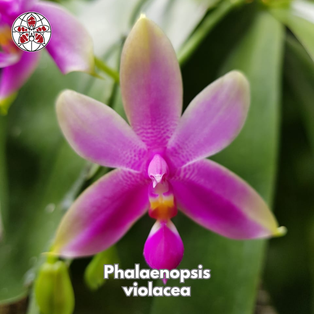 Anggrek Phalaenopsis Violacea
