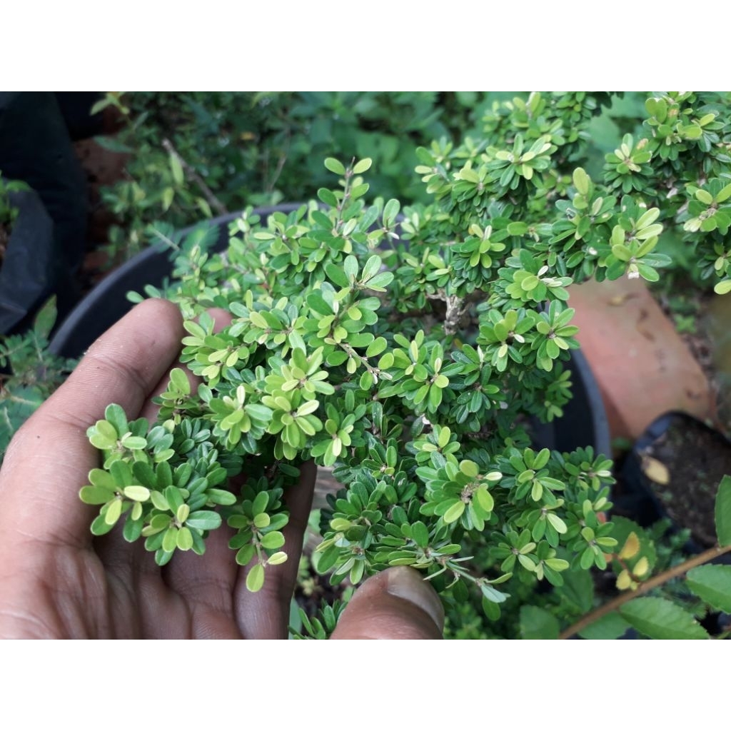 bibit tanaman saeng simbur thailand(super micro)/bibit bonsai saeng simbur thailand