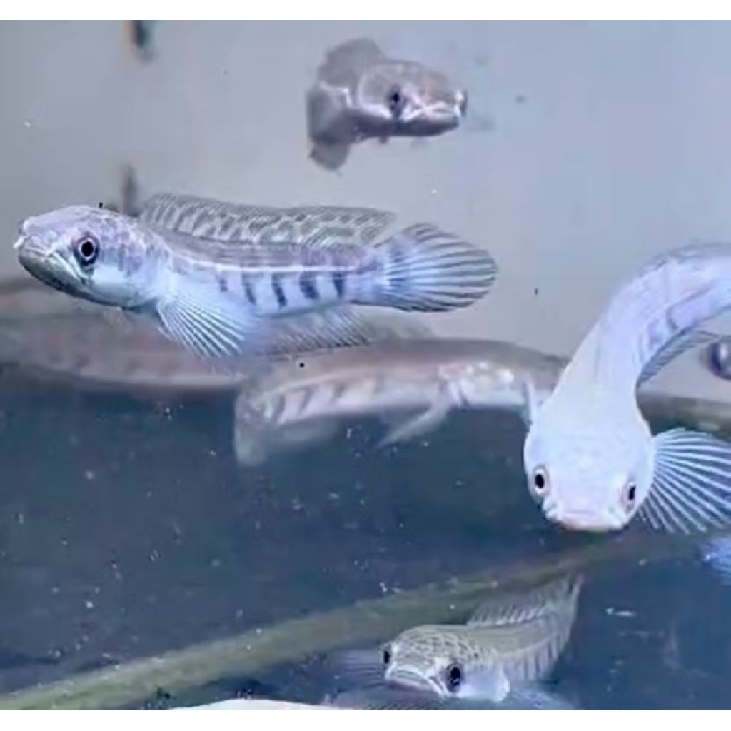 CHANA YS MARU YELLOW SENTARUM -+16CM