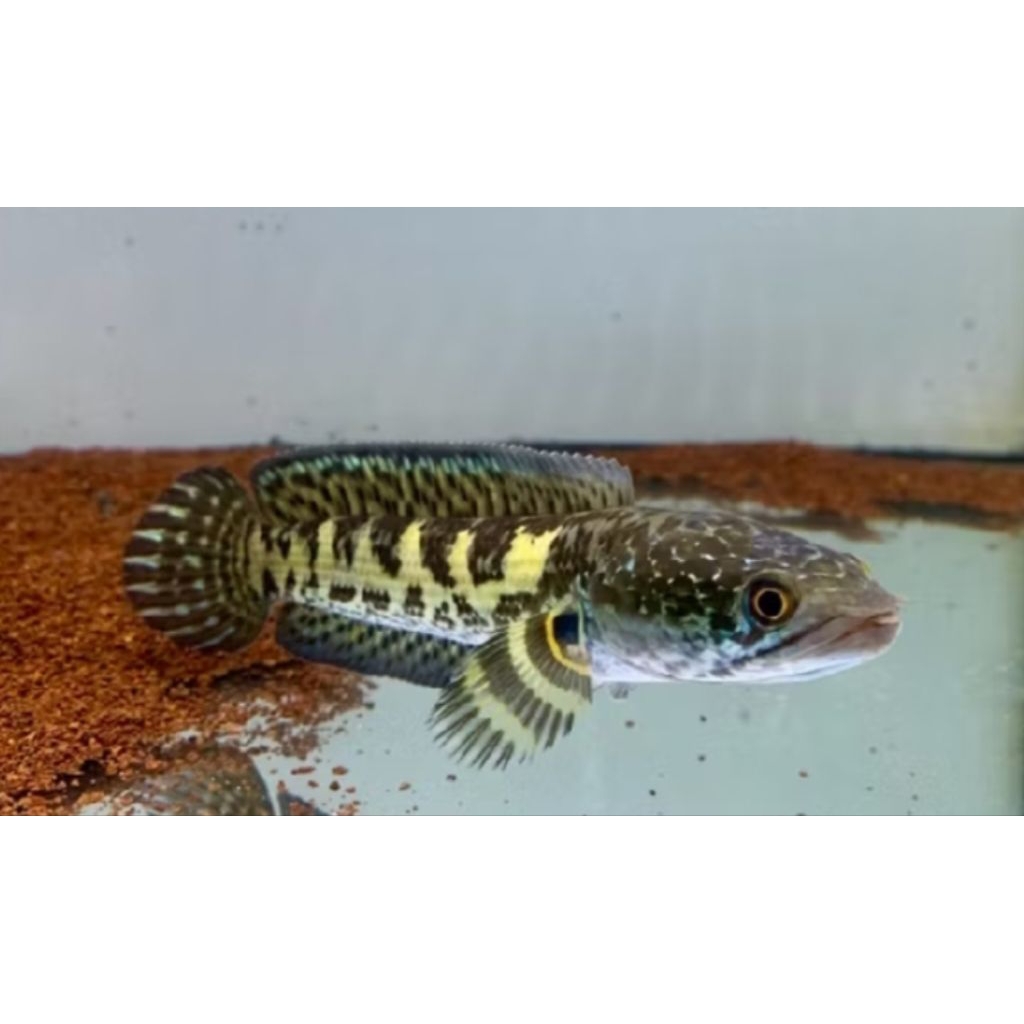 CHANA AURANTI -+10CM