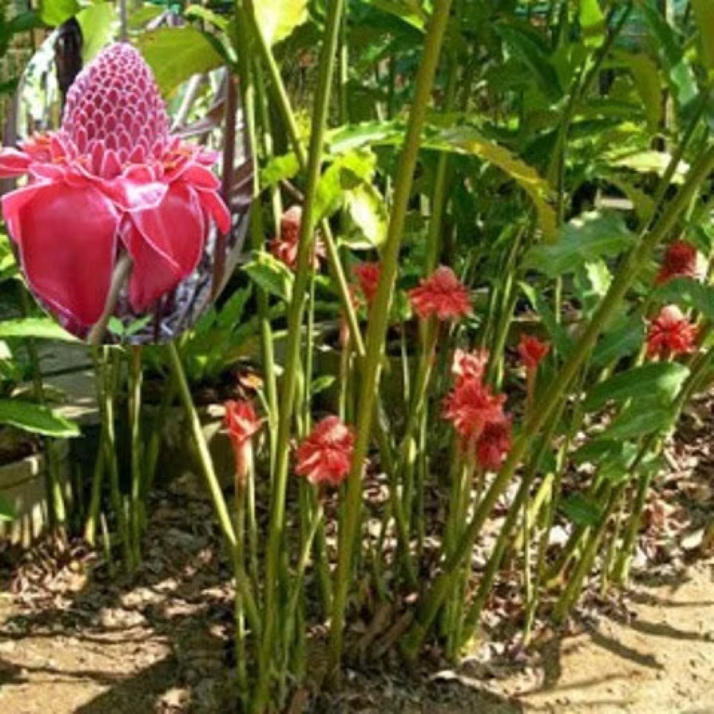 Bibit Pohon Kecombrang Honje