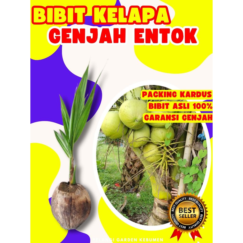 DICARI-CARI  Pohon Kelapa Pendek Buah Besar, Pohon Kelapa Pendek Berbuah Lebat