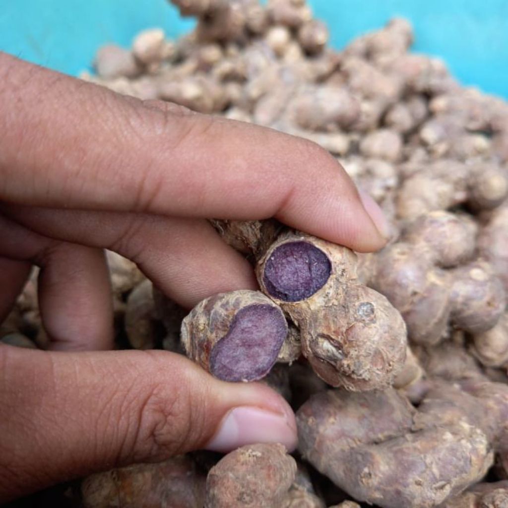 kunyit hitam segar per 250 gram