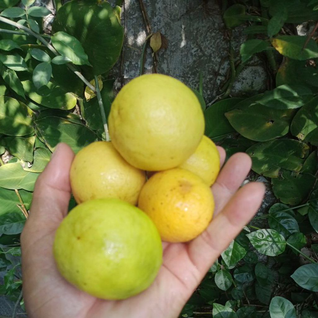 buah jeruk lemon 1kg