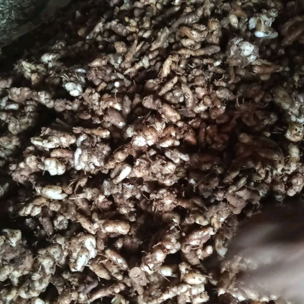 kencur stw 1kg 45 (setengah tua) cocok buat seblak