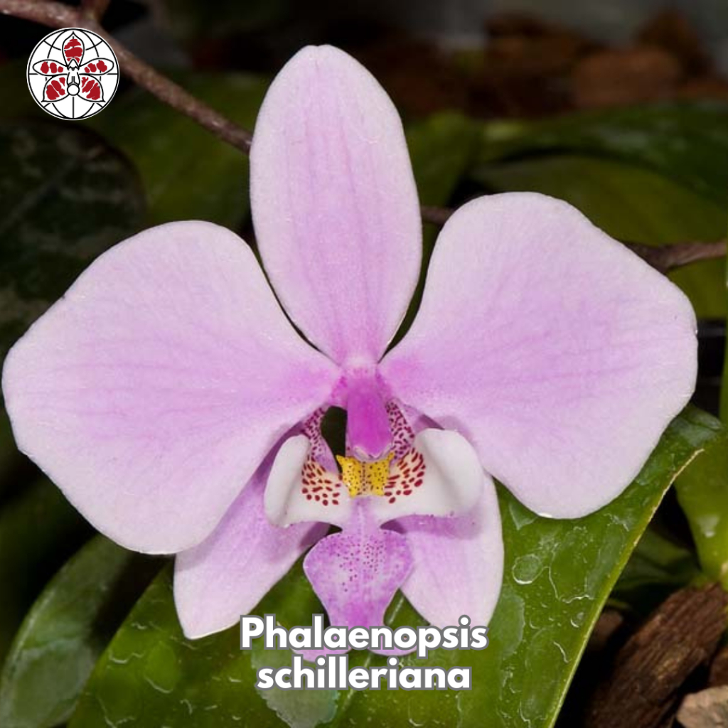 Anggrek Phalaenopsis Schilleriana