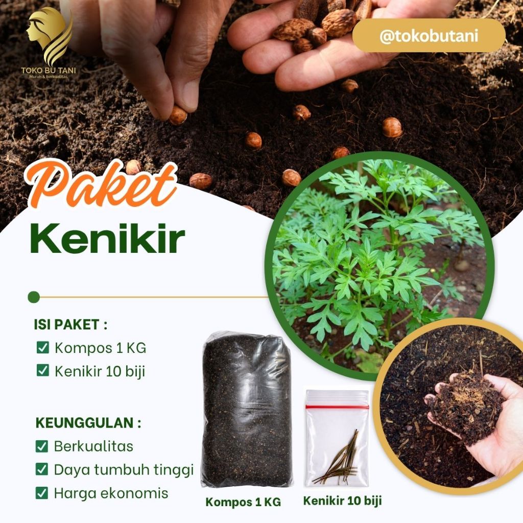 Benih Kenikir Siap Tanam Benih Sayur Kenikir Siap tanam