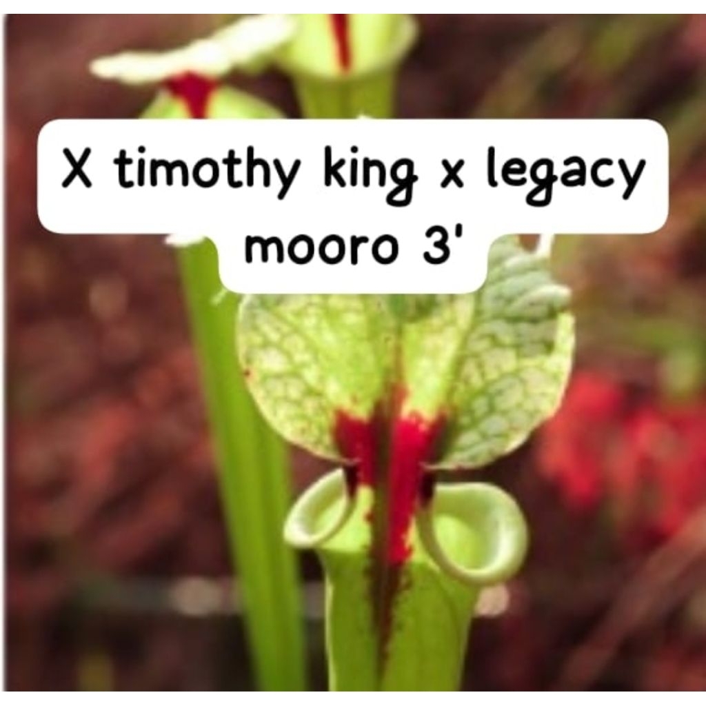 Sarracenia x timoty king x legacy