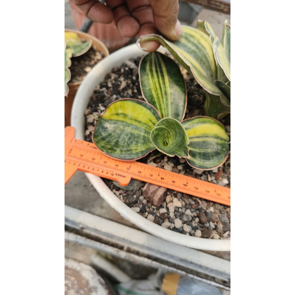 sansevieria mason bowl varigata anak
