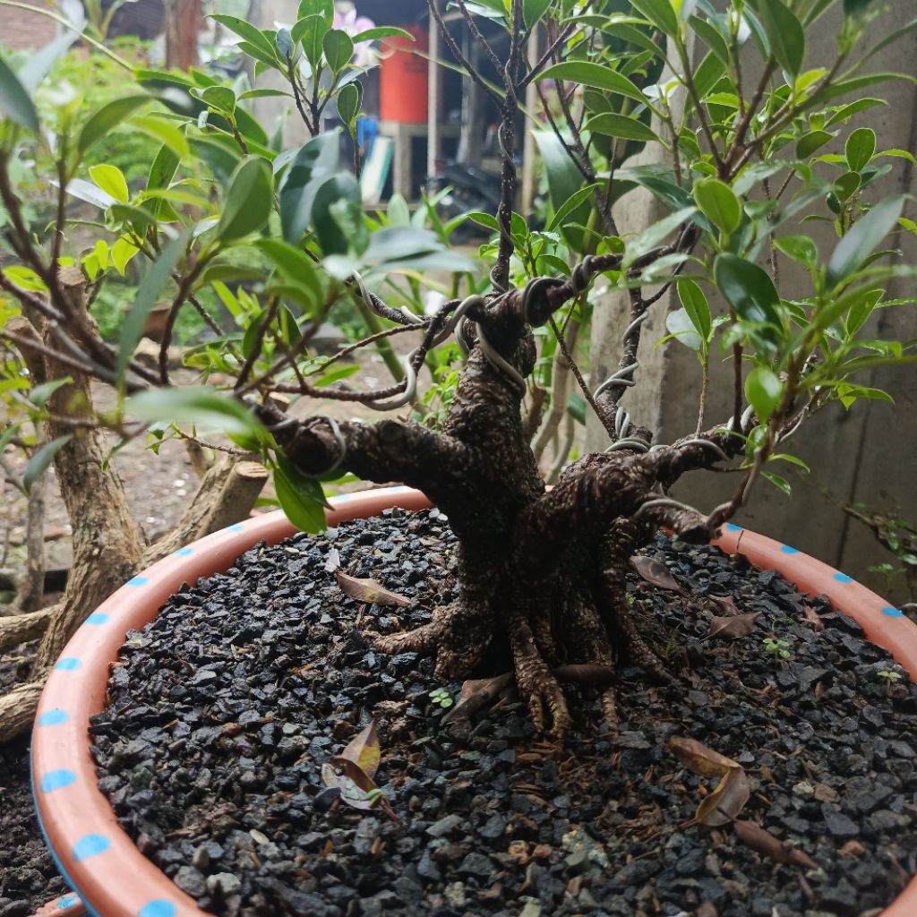 bonsai kimeng small