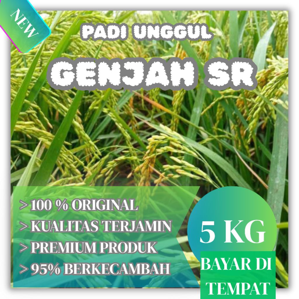 Padi Unggul SR Super Genjah Terbaru / Biji Padi Unggul SR