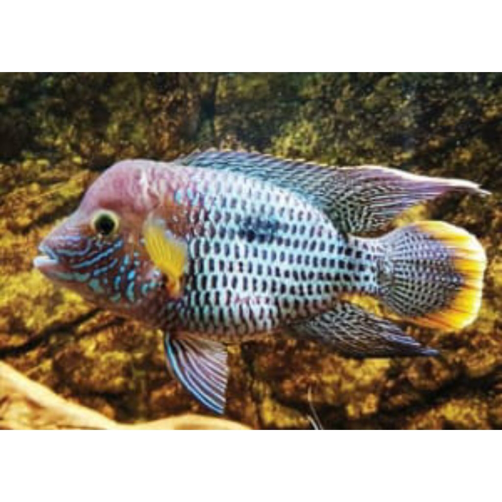 Cichlid green terror/golsom, goldsaum ukuran 2Jari