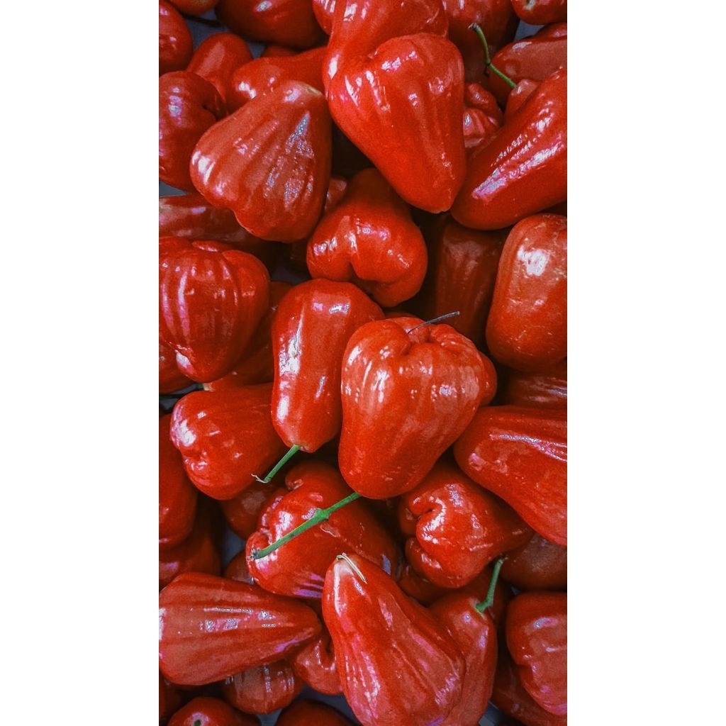 [Premium] Buah Jambu Air Merah Citra 1Kg Manis Segar Alami