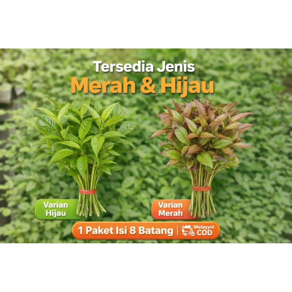 8 batang bibit cengkodok hutan teh hijau kalimantan, asli dari petani langsung