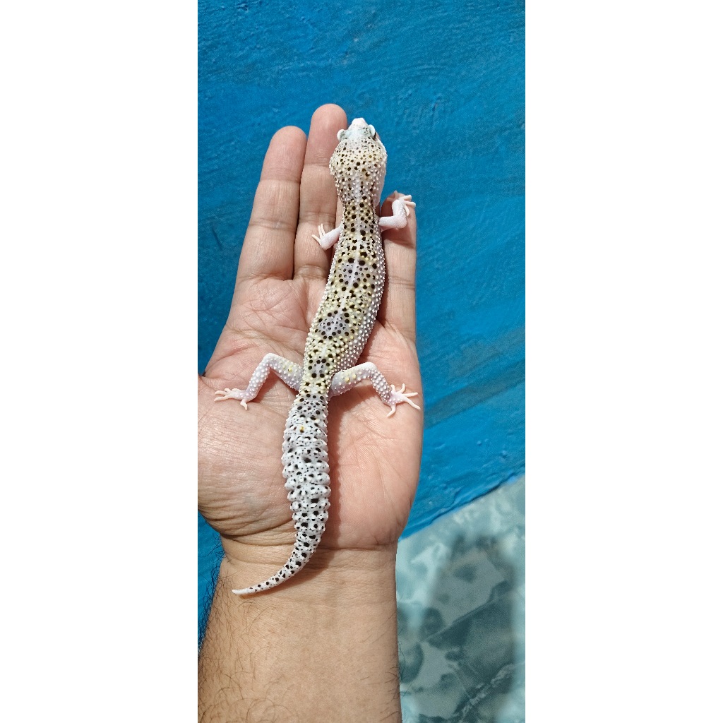 Mainan Leopard Gecko Mack Snow Eclipse (Ovul Ringan)
