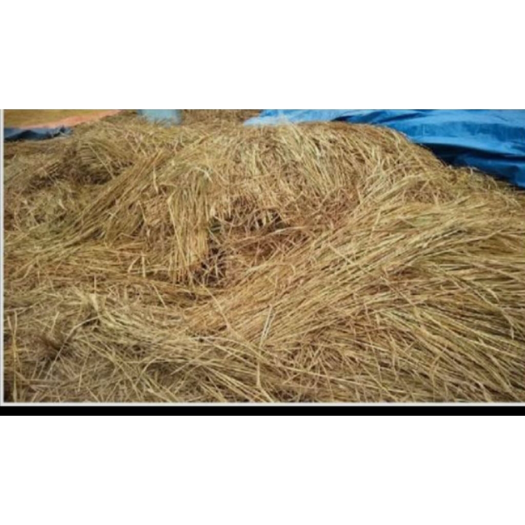 Jerami Padi Kering Pilihan - Alas Sarang Petarangan Ayam Mengeram & Bertelur"500 gram