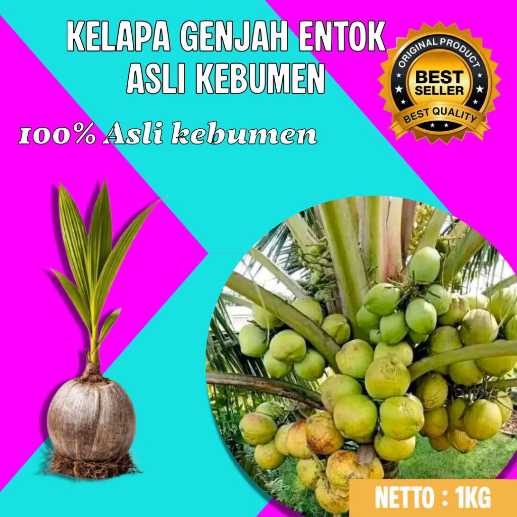 BERKUALITAS  Pohon Kelapa Genjah Hijau, Pohon Kelapa Genjah Kebumen, Pohon Kelapa Genjah Pendek