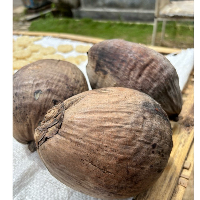 PAKET KELAPA GADING (mini) TUA (Kupas) Berat 500- 600 gram perbutir (ISI 3 BUAH MURAH) SEGAR KUALITA