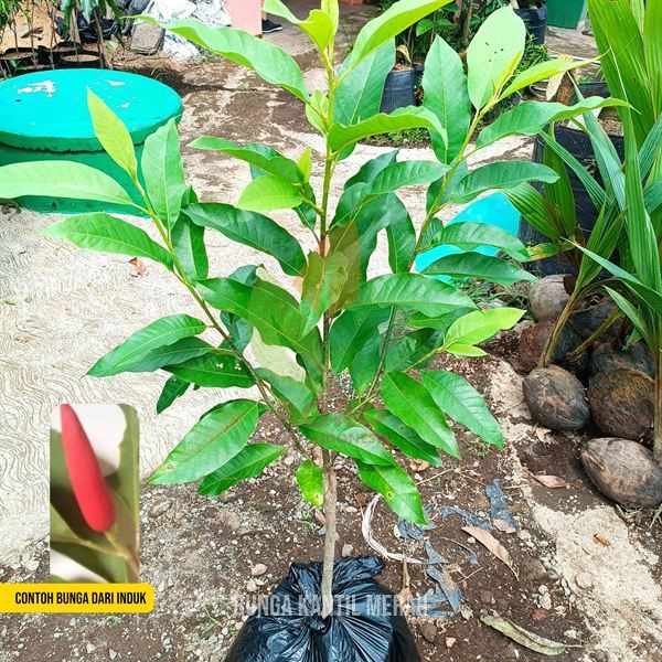 Bibit Tanaman Bunga Kantil Merah ASLI Okulasi dari Induk sudah Berbunga