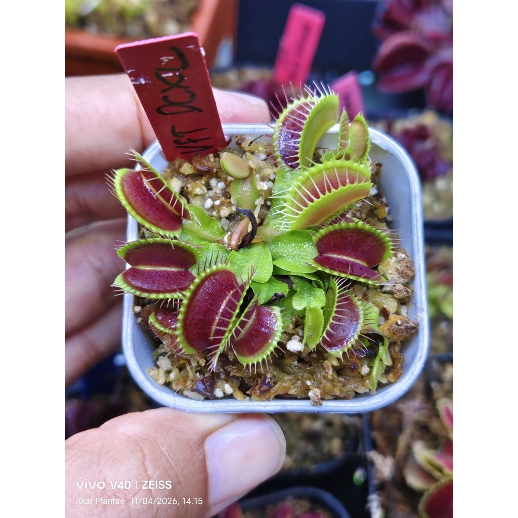 VFT DCXL
