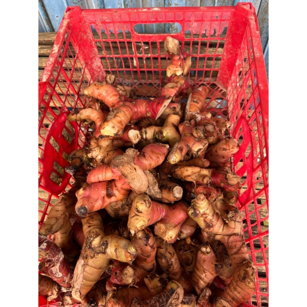 laos merah segar