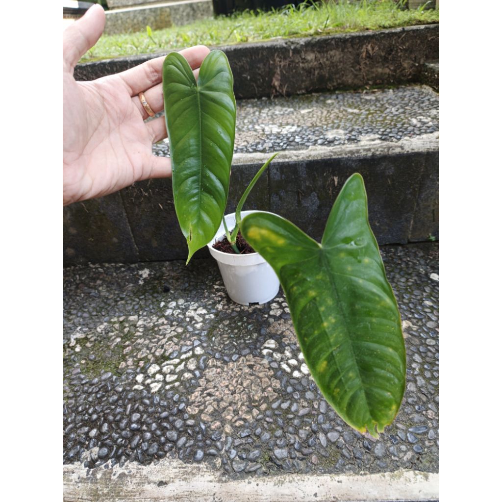 philodendron shahroniae san antonio