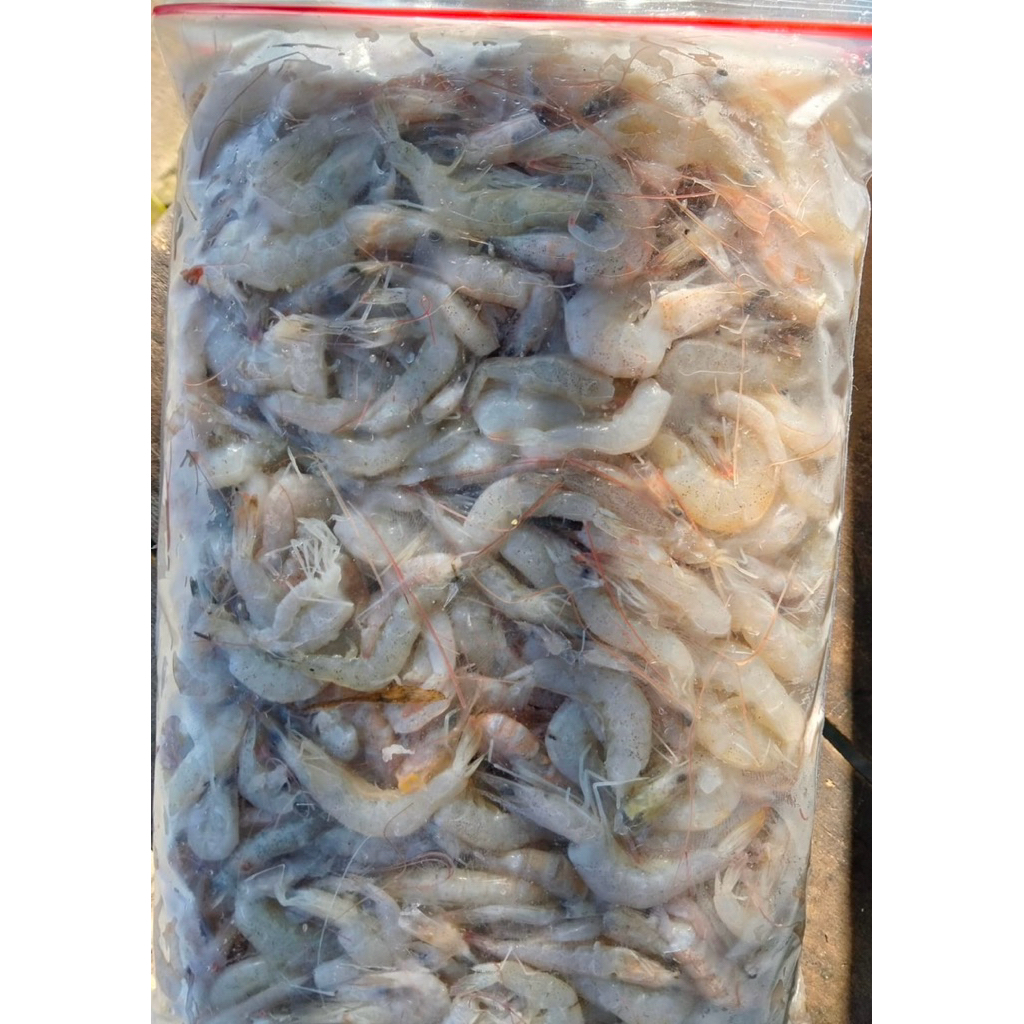 udang beku AR/udang api beku AR