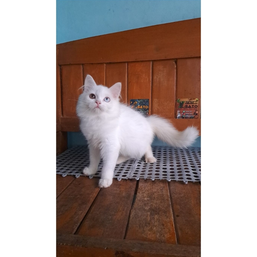 kucing persia odd eyes