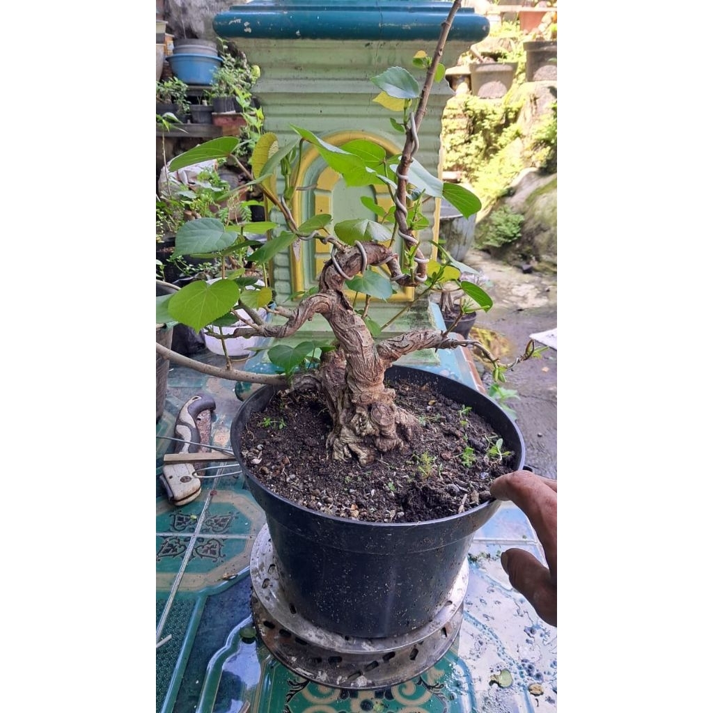 bahan bonsai waru India karakter tua sesuai difoto bosku